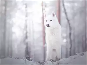 pies Siberian Husky stojący w śniegu