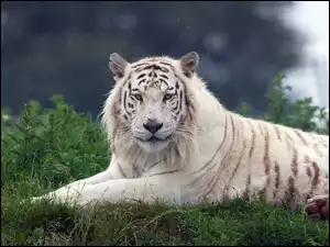 Biały tygrys leżący na trawie