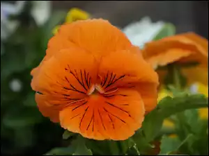 Bratek, Kwiat, Pomarańczowy