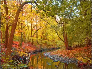 rzeka w lesie jesienią