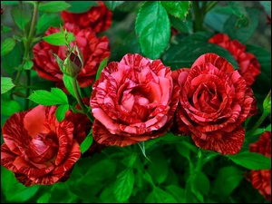 Paskowane czerwone róże
