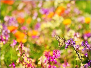 motylek na kolorowych kwiatkach