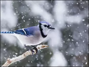 Modrosójka na konarze drzewa i padający śnieg