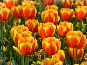 Tulipany kolorowe