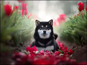 Pies Shiba inu w tulipanach