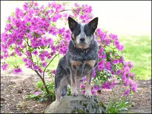 Pies Border collie w kwiatach