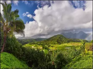 Wyspa Kauai z wzgórzami i palmami