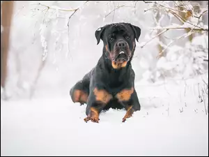 Rottweiler w śniegu
