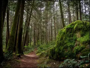 leśna ścieżka z omszałym kamieniem i drzewami