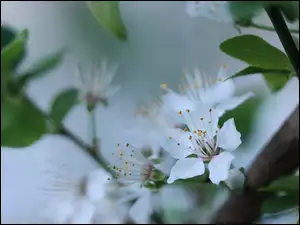 Biały owocowy kwiat