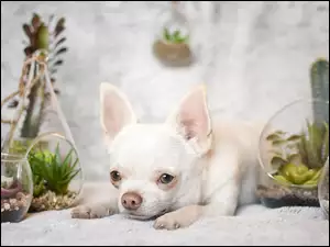 Chihuahua Krótkowłosa z dekoracją