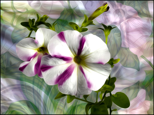 Graficzne kwiaty petunii
