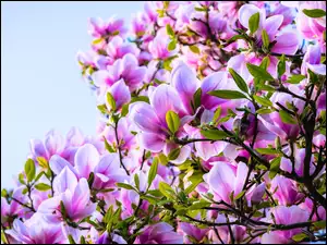 Kwitnąca magnolia fioletowa