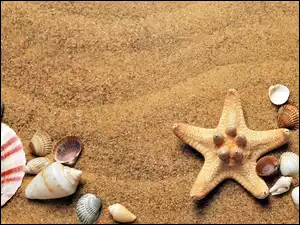 Muszelki z rozgwiazdą na piasku