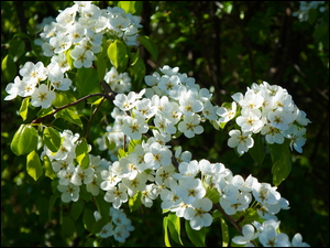 Kwitnące drzewo owocowe z białymi kwiatami