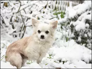 Chihuahua długowłosa w śniegu