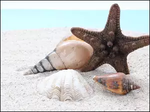 Rozgwiazda z muszlami na plaży