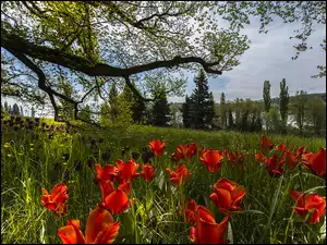 Tulipany w trawie