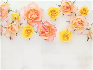 Kolorowe róże na deskach