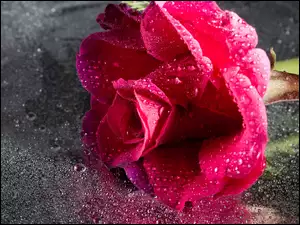 Krople wody na róży