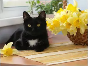 Czarny kot z żółtymi żonkilami
