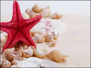 Rozgwiazda z muszelkami na plaży