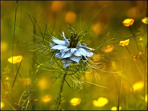 Błękitny kwiatuszek