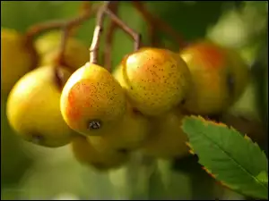 Gałązka z dojrzałymi owocami w słońcu