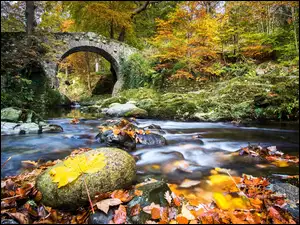 Jesienna leśna rzeka z mostem