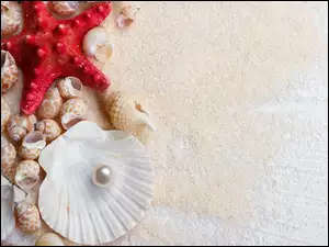 Rozgwiazda z muszelkami i perłą na piasku