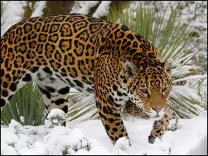 Jaguar stąpa po śniegu