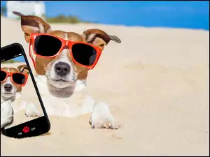 Jack Russell terrier w okularach na piasku
