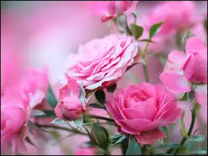 Piękne różowe róże