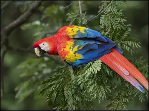 Papuga Ara żółtoskrzydła na gałązce
