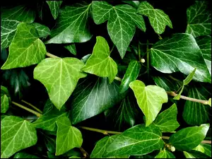 Zielone liście bluszczu