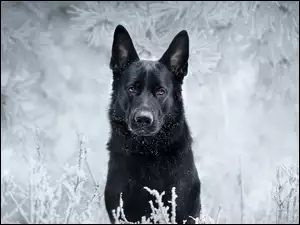 Owczarek niemiecki w okowach śniegu