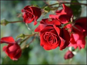Rozświetlone czerwone róże na gałązce