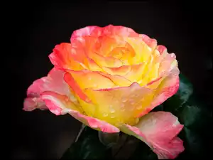 Barwna róża