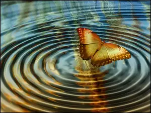 Motyl z rozbryzganą wodą