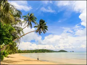 Morska plaża z palmami