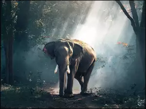 Przebijające światło w lesie z słoniem