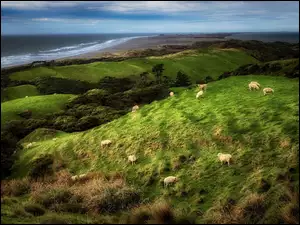 Owce na wzgórzach