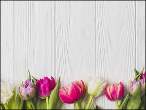 Kilka barwnych tulipanów