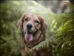 Pies Golden retenvier w paprociach
