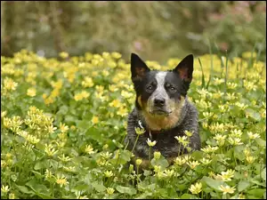 Australian Cattle Dog w kwiatach