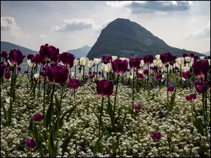 Oceaniczne góry z kwiatami