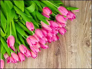 Różowe tulipany położone na deskach