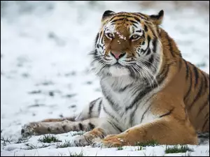 Tygrys leżący w śniegu