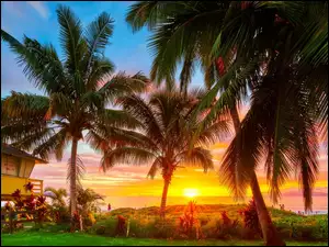 Palmy w blasku wschodzącego słońca