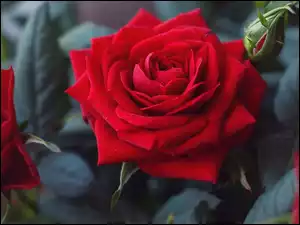 Czerwone kwitnące róże